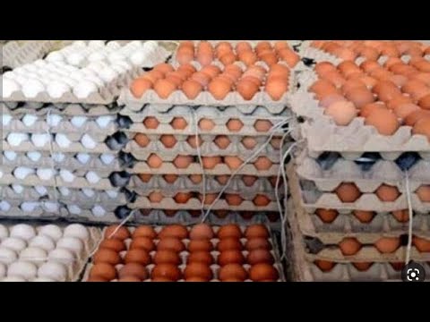 اسعار البيض اليوم2 اسعار البيض اليوم2